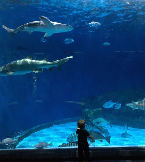 Obx aquarium - 208 views, 11 likes, 0 comments, 2 shares, Facebook Reels from Malinda Burnett: #obx North Carolina Aquarium ️.